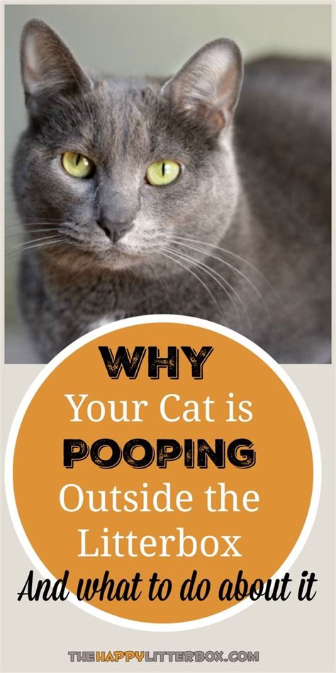 Spray To Stop Cats From Pooping On Floor