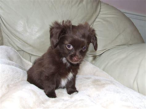 Chion Papillon Chihuahua Mix Info Temperament Puppies Pictures