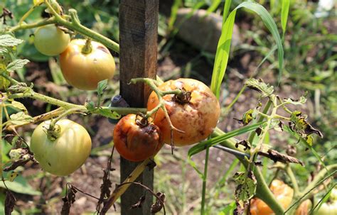 Exposed to the plant through a cut or damage in the vine or plant, bacterial diseases can wreak havoc on your tomato plants. Preventing Pesky Tomato Diseases | UNH Extension