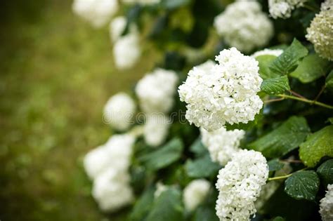 White Hydrangea Flowerabundant Hydrangea Limelight Paniculata