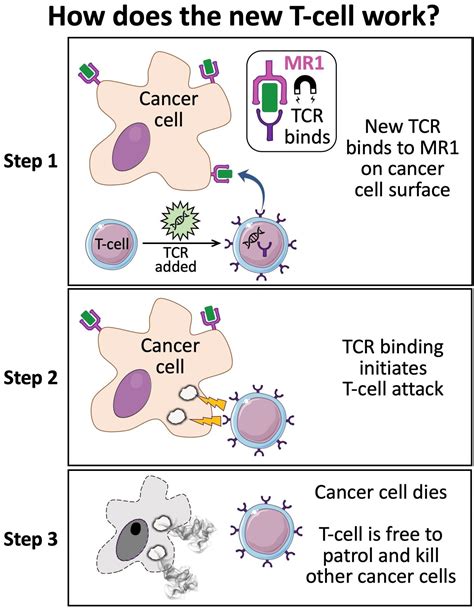 Discovery Of New T Cell Raises Prospect Of Universal Cancer Therapy