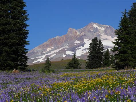 Paradise Park Wildflowers Mount Hood Oregon