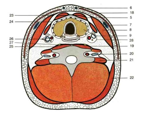 Cross Section Of The Neck Diagram Quizlet