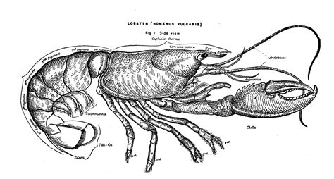 Human brain diagram black and white see more about black and white diagram of human brain. Vintage Clip Art - Lobster Diagram - The Graphics Fairy