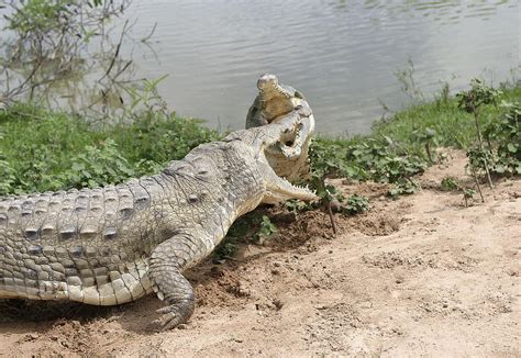 Orinoco Crocodile Fight Photograph By M Watson