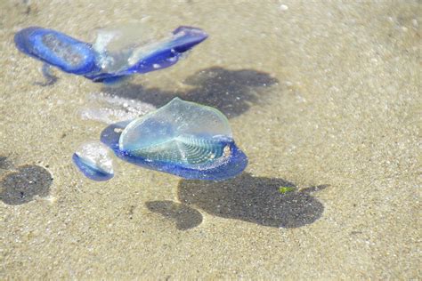 Blue Jellyfish Photograph By Steve Estvanik Pixels