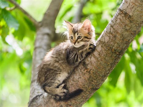 940 Cat Hanging From Tree Stock Photos Pictures And Royalty Free Images