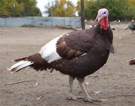 Bourbon Red Turkey The Livestock Conservancy