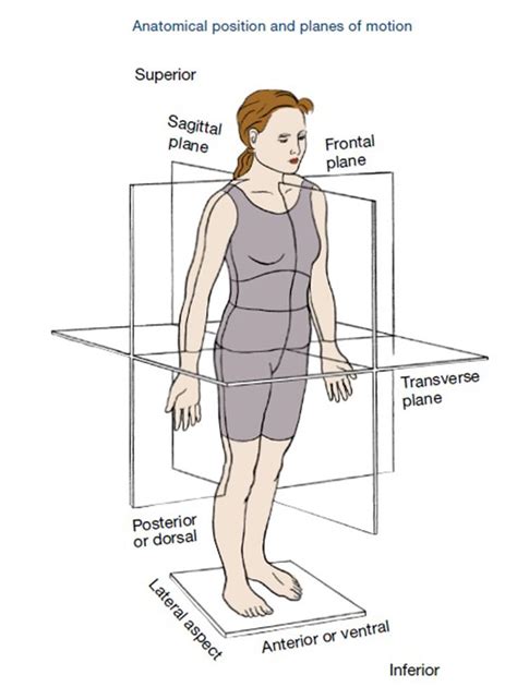 The Planes Of Motion Explained Sagittal Plane Human Anatomy And