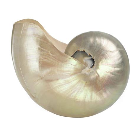 Polished Chambered Nautilus Shell Photograph By Science Photo Library