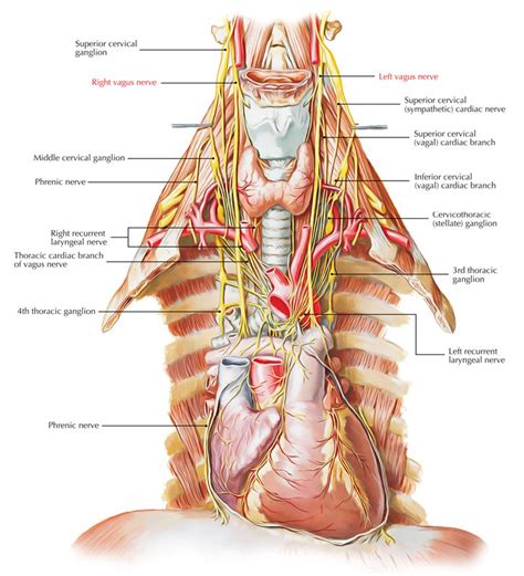 Vagus Nerve Earth S Lab Vagus Nerve Nerve Anatomy Cranial Nerves