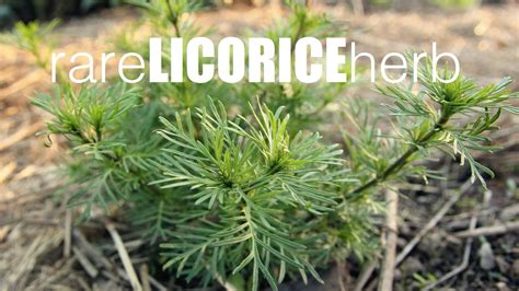 What kid really loves black licorice? How to grow licorice herb, tastes exactly like real ...