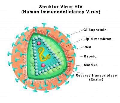 Struktur Virus T Dan Fungsinya