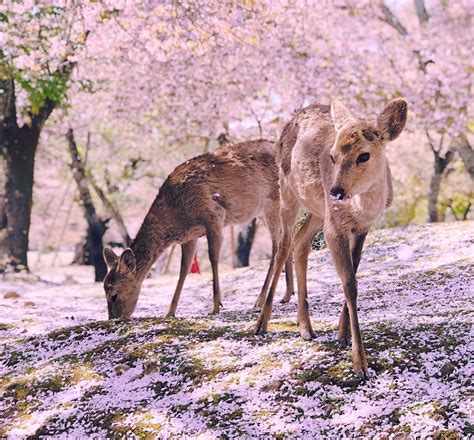Nara Park Todaiji Temple And Mt Yoshino One Day Bus Tour With Cherry