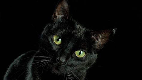 Black Cat Facts Mental Floss