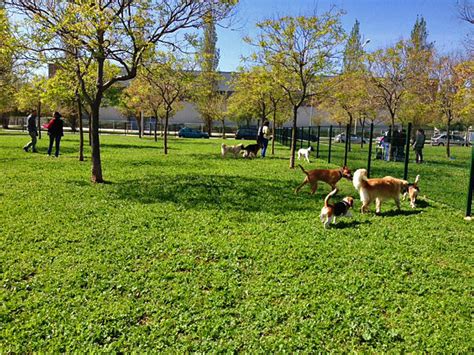 Encuentra El Mejor Parque Para Perros En Barcelona Gublog