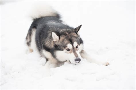 Premium Photo Young Alaskan Malamute Playing In Snow Snowy Nose Dog