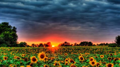 Sunflowers Field Under Gray Sky With Red Sunset Hd Flowers Wallpapers