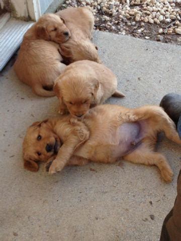 They are so playful and fun. AKC Golden Retriever puppies for sale for Sale in Danville ...