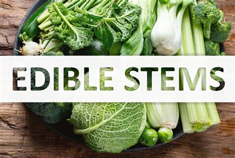 Vegetable Edible Stems Guide On Its Popular Types And Uses