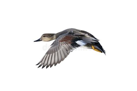 Flying Gadwall Duck Stock Image Image Of Isolated Gadwall 173869353