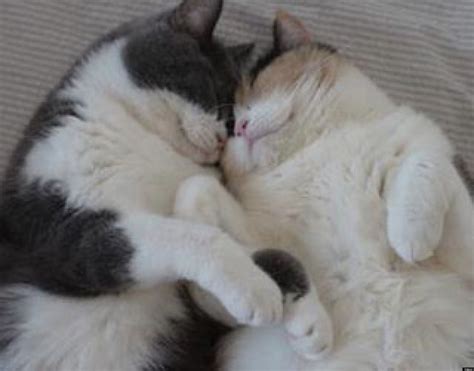 Look Cat Couple Has What We All Want In A Relationship Cat Couple Kittens Cutest Cats