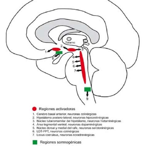 Conoce Todo Sobre El Sistema Activador Reticular Ascendente