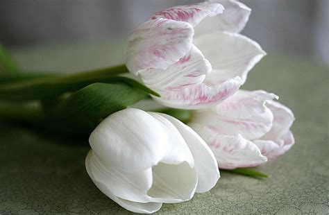 Hd Wallpaper Tulips Flower Three Lie White Close Up Freshness