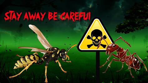 Deadly And Creepy Insects Which Can Kill Human घातक और रेंगने वाले