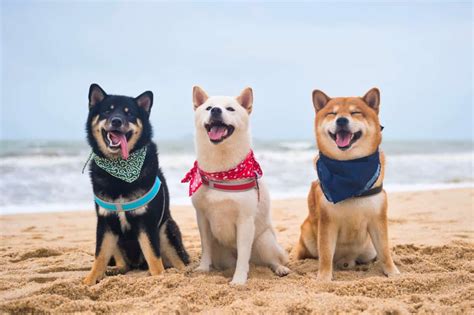 10 Best Shiba Inu Rescues For Adoption 2023 Our Top 10 Picks