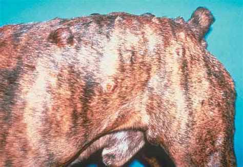 2018 Guide To Dog Lumps On Skin Pictures Diagnosis And Treatment