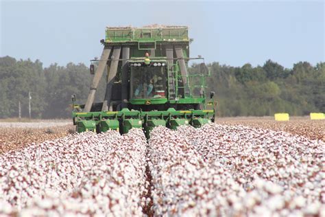 Newer Cotton Varieties Offer A Different Angle On High Yields Phytogen