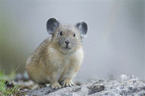 Pikas Or Whistle Rabbits Habitat And Characteristics My Animals