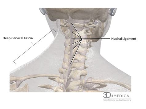 Anatomy Of Back Muscles And Tendons Lower Back Anatomy