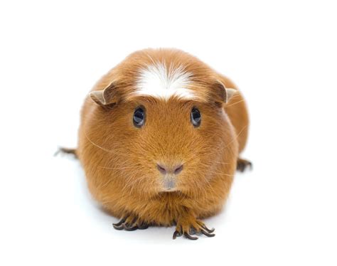 5 Of The Worlds Rarest Guinea Pig Color Xo My Pets