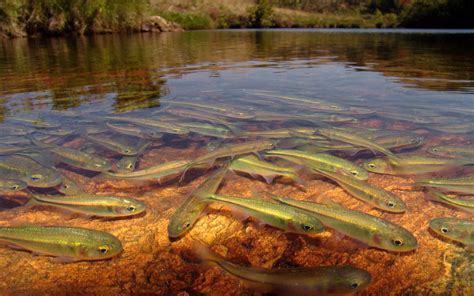 Hd Wallpaper National Geographic Lake River Fish Water Transparency