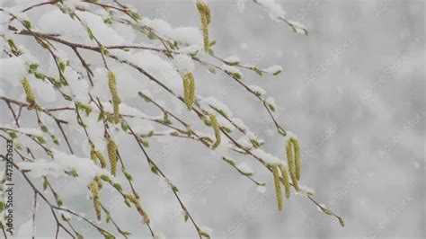 Branches Of Birch Tree With Young Foliage During Snowfall In Spring