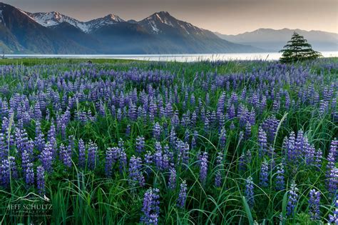 Alaska Landscape Photography 003 Lupine Flowers Field Mountains