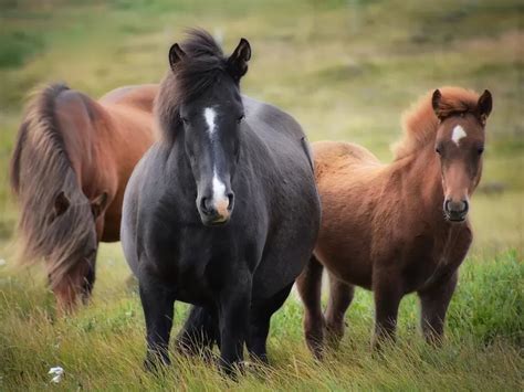 Tes Kepribadian Coba Tebak Ada Berapa Kuda Dalam Gambar Berikut Ini