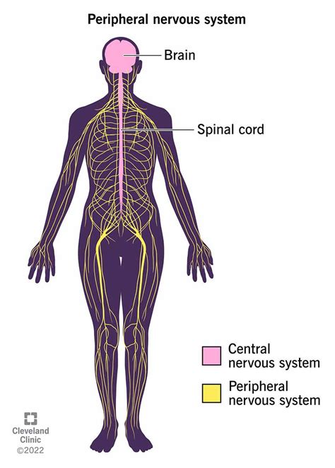 Peripheral Nervous System PNS What It Is Function