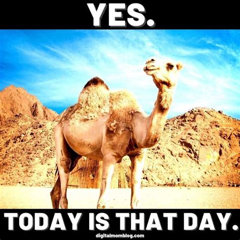 Happy Hump Day Hump Day Quotes Funny Friday Quotes Funny Hump Day