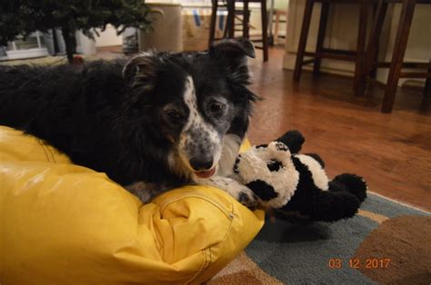 Lead Like Lola 8 Life Tips From A Border Collie