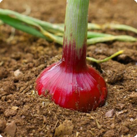 Wethersfield Red Storage Onion Seeds Heirloom Untreated Non Gmo From