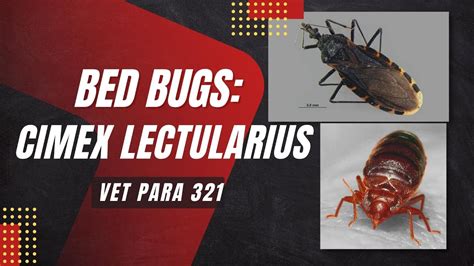 Vet Para 1 Bed Bugs Cimex Lectularius Part 2 Chapter 73