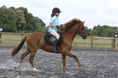 Horse Riding Exercises How To Improve Balance Trekking Saddle