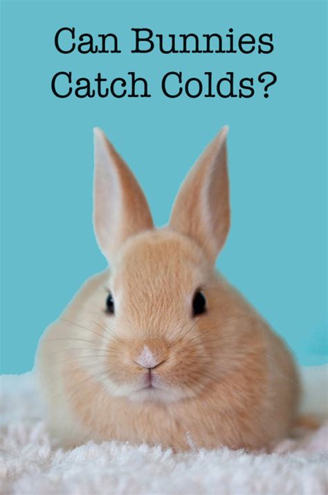 Can animals get coronavirus or give the virus to humans? Can Bunnies Get Colds? A Complete Guide To Rabbit Snuffles