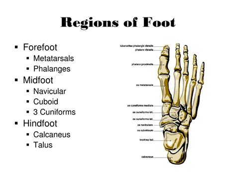 Ppt The Foot Powerpoint Presentation Free Download Id2361556