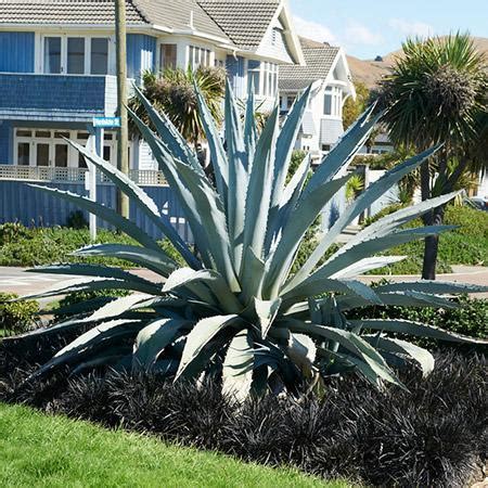 Blue agave plants grow into large succulents, with spiky fleshy leaves, that can reach over 2 meters (7 ft) in height. Blue American Agave Plants for Sale - FastGrowingTrees.com