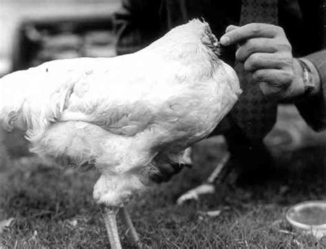 There's nothing more i can say. "Miracle Mike," headless chicken, inspires unusual ...