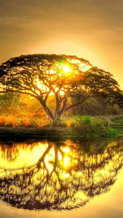 Sunset Pond Trees Landscape Iphone Wallpapers Free Download